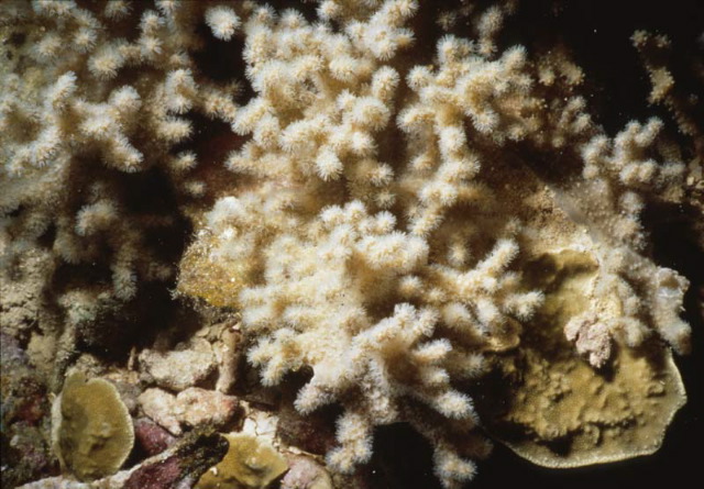 Sinularia querciformis